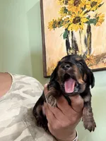 Cute Boy, a male Miniature Dachshund for sale in Lynchburg, VA – Photo 7 of 7