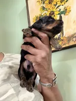 Cute Boy, a male Miniature Dachshund for sale in Lynchburg, VA – Photo 2 of 7