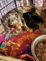 Cute Boy, a male Miniature Dachshund for sale in Lynchburg, VA – Photo 4 of 7