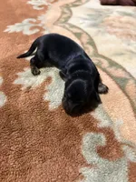 Pretty Girl, a female Miniature Dachshund for sale in Lynchburg, VA – Photo 5 of 9