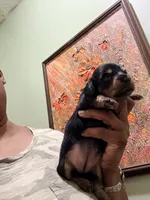 Pretty Girl, a female Miniature Dachshund for sale in Lynchburg, VA – Photo 2 of 9