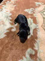 Pretty Girl, a female Miniature Dachshund for sale in Lynchburg, VA – Photo 6 of 9