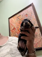 Pretty Girl, a female Miniature Dachshund for sale in Lynchburg, VA – Photo 4 of 9