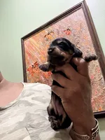 Pretty Girl, a female Miniature Dachshund for sale in Lynchburg, VA – Photo 1 of 9