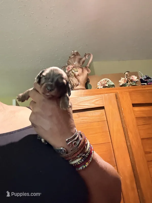 Silver Cutie – Miniature Dachshund puppy on hold in Lynchburg, VA