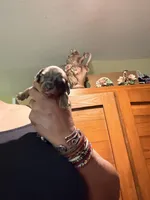Silver Cutie, a female Miniature Dachshund for sale in Lynchburg, VA – 1 of 9