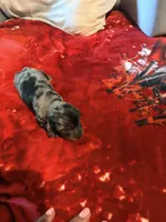 Silver Cutie, a female Miniature Dachshund for sale in Lynchburg, VA – 8 of 9