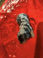 Black Tan Dapple, a female Miniature Dachshund for sale in Lynchburg, VA – 6 of 8