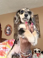 Silver and Cream Dapple, a female Miniature Dachshund for sale in Lynchburg, VA – 2 of 8