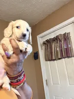 Cream Boy, a male Miniature Dachshund for sale in Lynchburg, VA – Photo 7 of 9