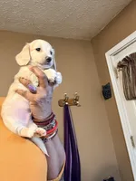 Cream Boy, a male Miniature Dachshund for sale in Lynchburg, VA – Photo 6 of 9