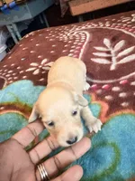 Cream Boy, a male Miniature Dachshund for sale in Lynchburg, VA – Photo 9 of 9