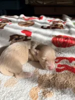 Cream Boy, a male Miniature Dachshund for sale in Lynchburg, VA – Photo 2 of 9