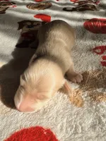 Cream Boy, a male Miniature Dachshund for sale in Lynchburg, VA – Photo 1 of 9