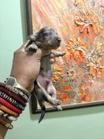 Silver Dapple, a male Miniature Dachshund for sale in Lynchburg, VA – Photo 4 of 10