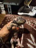 Silver Dapple, a male Miniature Dachshund for sale in Lynchburg, VA – Photo 10 of 10