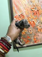 Silver Dapple, a male Miniature Dachshund for sale in Lynchburg, VA – Photo 7 of 10