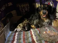 Silver Dapple, a male Miniature Dachshund for sale in Lynchburg, VA – Photo 9 of 10