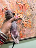 Silver Dapple, a male Miniature Dachshund for sale in Lynchburg, VA – Photo 5 of 10