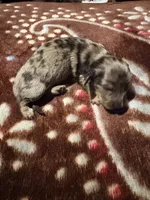 Silver Dapple, a male Miniature Dachshund for sale in Lynchburg, VA – Photo 3 of 10