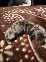 Silver Dapple, a male Miniature Dachshund for sale in Lynchburg, VA – Photo 2 of 10