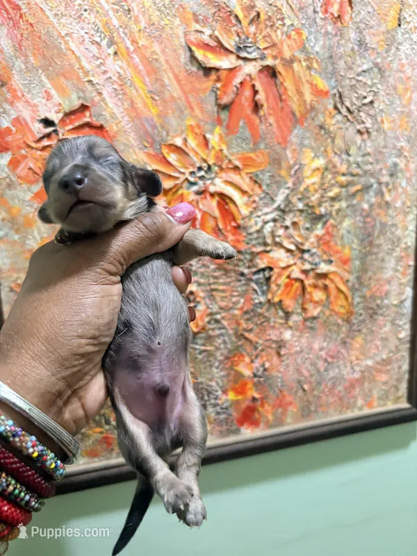 Silver Dapple – Miniature Dachshund puppy for sale in Lynchburg, VA