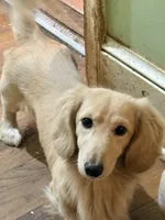 Silver Dapple, a male Miniature Dachshund for sale in Lynchburg, VA – Photo 8 of 10