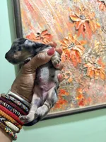 Silver Dapple, a male Miniature Dachshund for sale in Lynchburg, VA – Photo 6 of 10