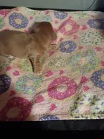Red Cream Christmas Boy, a male Miniature Dachshund for sale in Lynchburg, VA – 3 of 5