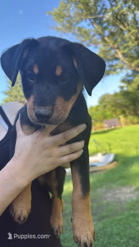 Sonic – Australian Cattle Dog, Australian Shepherd puppy for sale in Hollidaysburg, PA