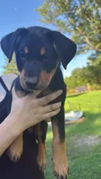 Sonic, a male Australian Cattle Dog and Australian Shepherd for sale in Hollidaysburg, PA – 1 of 1