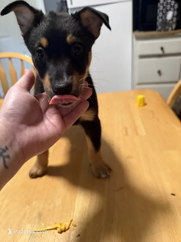Lottie – Australian Cattle Dog, Australian Shepherd puppy for sale in Hollidaysburg, PA