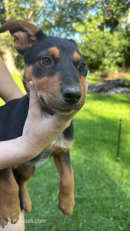 Caesar – Australian Cattle Dog, Australian Shepherd puppy for sale in Hollidaysburg, PA