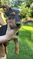 Caesar, a male Australian Cattle Dog and Australian Shepherd for sale in Hollidaysburg, PA – 1 of 1