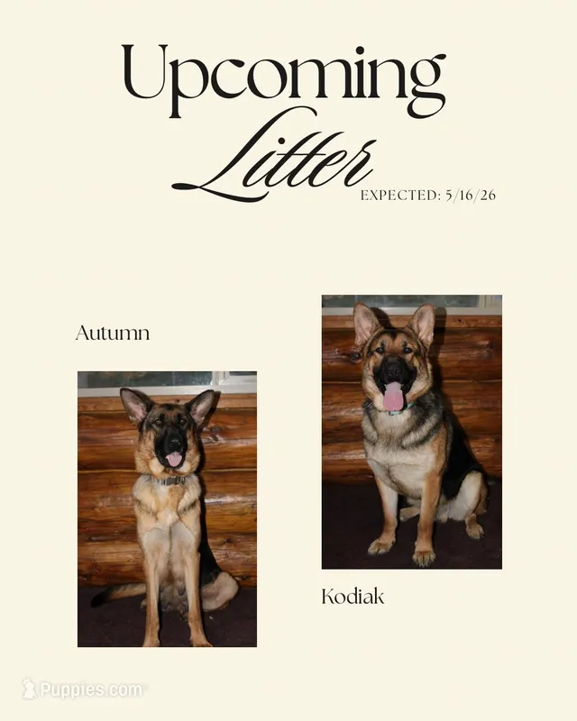 Expected litter – German Shepherd Dog puppy for sale in Menahga, MN