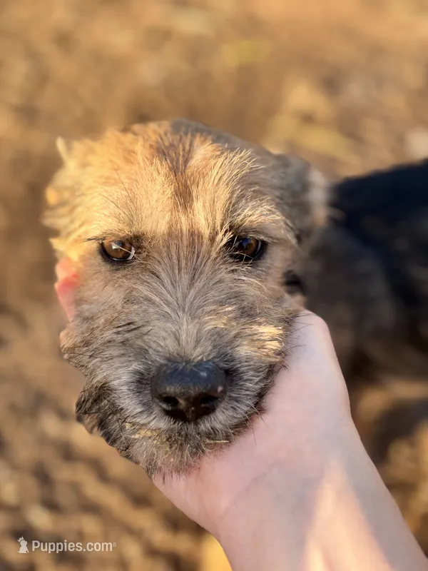 Blondie  – Miniature Schnauzer, German Shepherd Dog puppy for sale in Park Rapids, MN