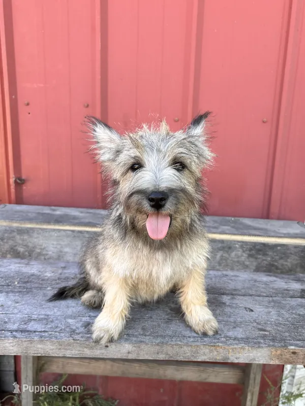 Digger – Cairn Terrier, Miniature Schnauzer puppy for sale in Park Rapids, MN