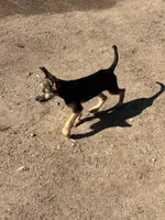 Poppy, a female Miniature Schnauzer and German Shepherd Dog for sale in Park Rapids, MN – 2 of 4
