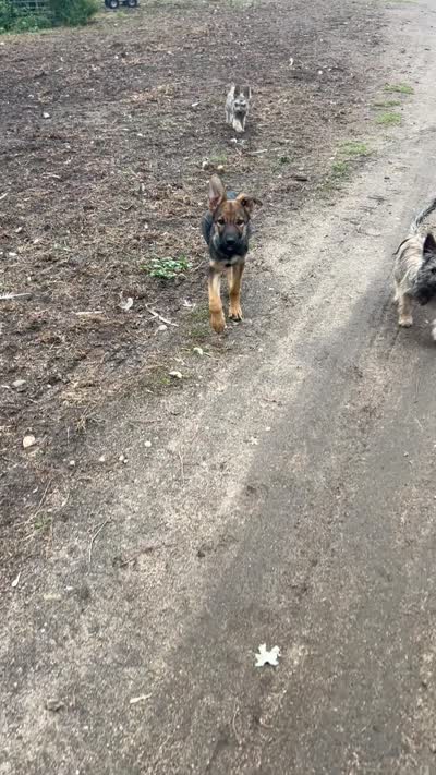 Gabby, a female Miniature Schnauzer and German Shepherd Dog for sale in Park Rapids, MN – 5 of 5