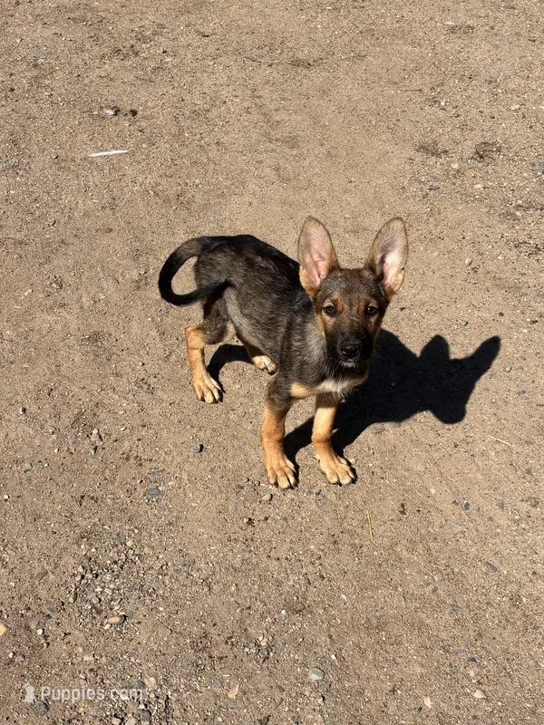 Gabby – Miniature Schnauzer, German Shepherd Dog puppy for sale in Park Rapids, MN