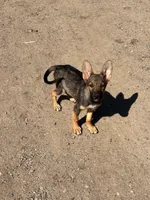 Gabby, a female Miniature Schnauzer and German Shepherd Dog for sale in Park Rapids, MN – 1 of 2