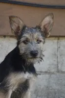 Poppy, a female Miniature Schnauzer and German Shepherd Dog for sale in Park Rapids, MN – 3 of 5