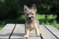 Acorn, a female Cairn Terrier and Miniature Schnauzer for sale in Park Rapids, MN – 2 of 2