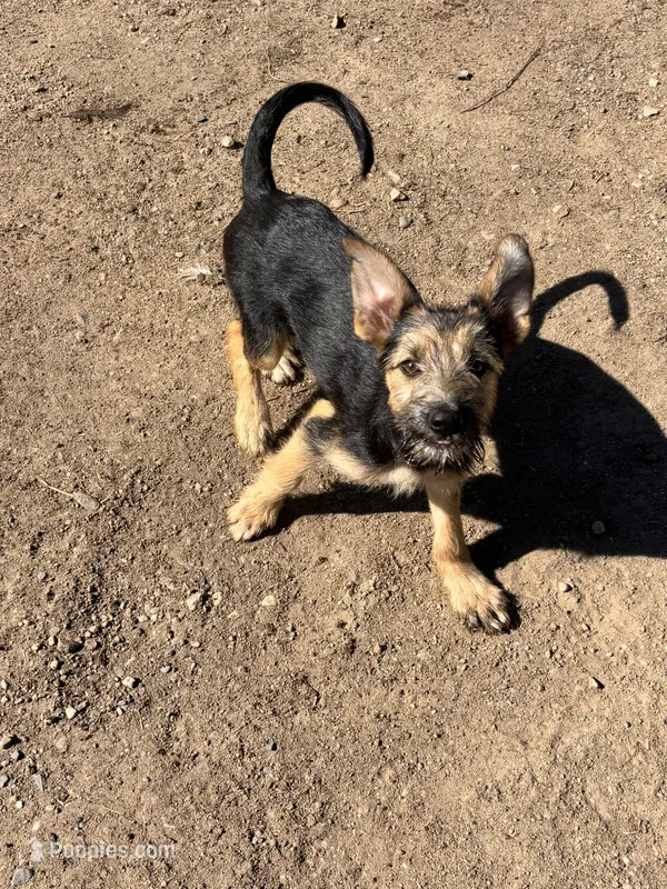 Poppy – Miniature Schnauzer, German Shepherd Dog puppy for sale in Park Rapids, MN