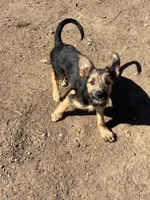 Poppy, a female Miniature Schnauzer and German Shepherd Dog for sale in Park Rapids, MN – 1 of 4