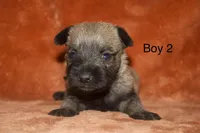 Boy 2, a male Cairn Terrier and Miniature Schnauzer for sale in Menahga, MN – Photo 2 of 2