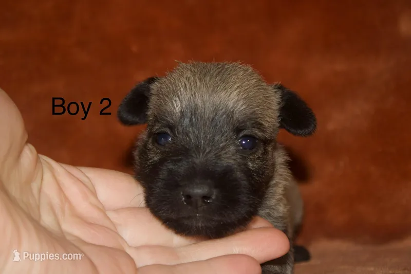 Boy 2 – Cairn Terrier, Miniature Schnauzer puppy for sale in Menahga, MN