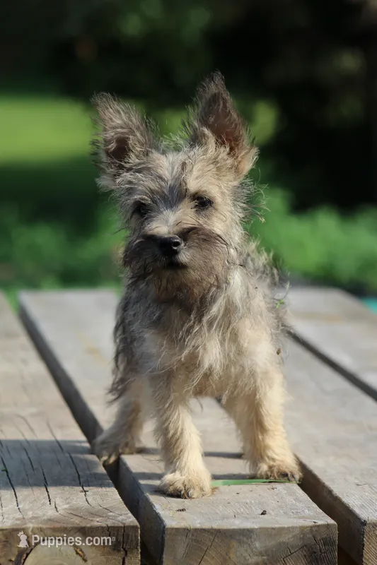 Acorn – Cairn Terrier, Miniature Schnauzer puppy for sale in Park Rapids, MN
