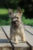 Acorn, a female Cairn Terrier and Miniature Schnauzer for sale in Park Rapids, MN – 1 of 2