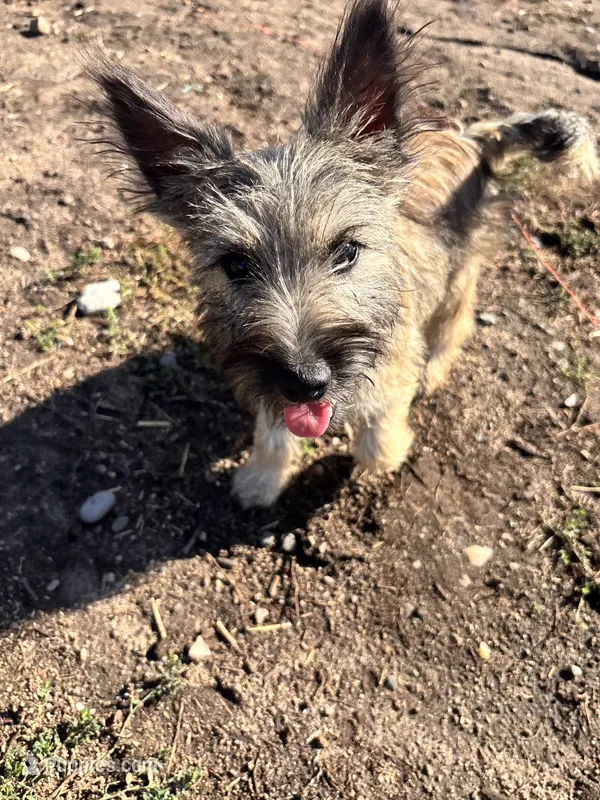 Tucker – Cairn Terrier, Miniature Schnauzer puppy for sale in Park Rapids, MN